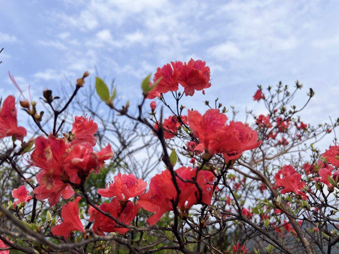 阳明山的杜鹃花。人民网 高清扬摄