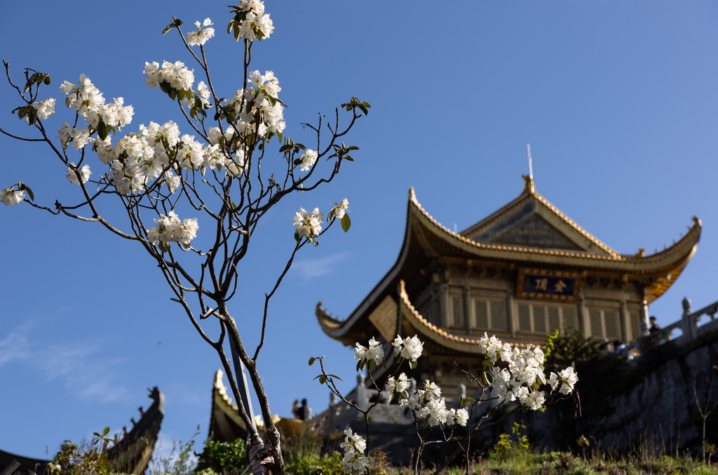 峨眉山景区金顶金殿边的杜鹃花盛开（5月26日摄）。