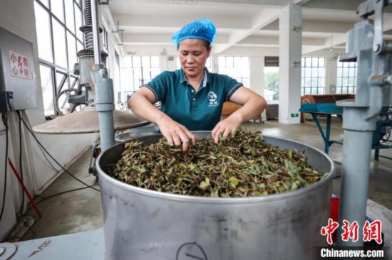 贵州仁怀：乌龙茶加工忙